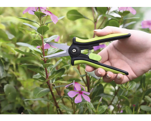 Eine Person schneidet mit einer Gartenschere einen Trieb der Madagaskar-Immergrün Pflanze