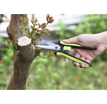 Gartenarbeit mit Gartenschere an einem Baum