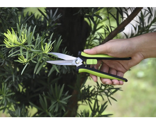 Gartenschere schneidet einen Zweig