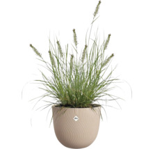 Gras in einem Elho Blumentopf