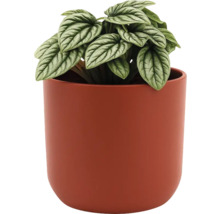 Pfefferpflanze in einem Topf