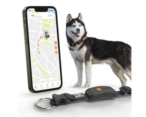 Hund mit GPS-Trackerhalsband und Smartphone-App zur Standortverfolgung