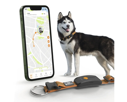 Ein Hund mit einem Peilsender-Halsband der neben einem Smartphone steht, das die Position des Hundes anzeigt.