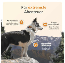 Ein Hund trägt ein Halsband mit XL-Antenne, langer Akkulaufzeit und LED Lampe für extreme Abenteuer