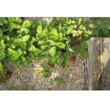 Erdbeerpflanzen mit roten Früchten und Holzhackschnitzel-Mulch im Gartenbeet