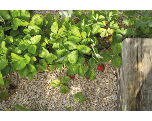 Erdbeerpflanzen mit roten Früchten und Holzhackschnitzel-Mulch im Gartenbeet