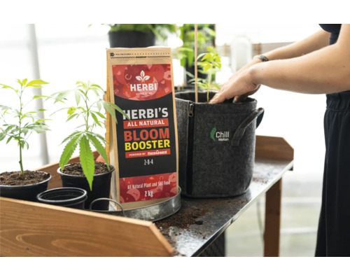 Herbi's All Natural Bloom Booster mit Pflanzen in Töpfen und Chill Welten Pflanzgefäß
