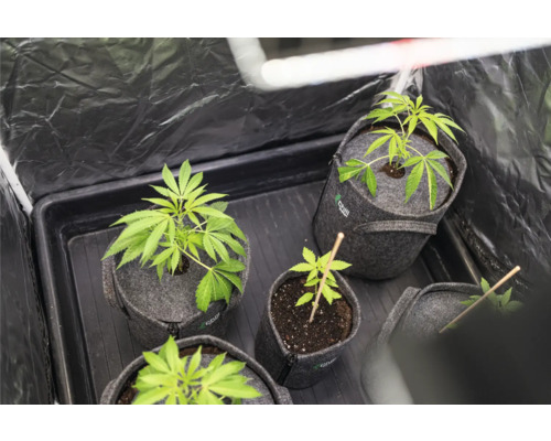 Junge Pflanzen in Textiltöpfen in einer Growbox
