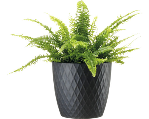 Grüner Farn in einem schwarzen Pflanzgefäß mit Rautenmuster