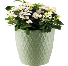 Hortensie im Pflanzgefäß mit Rautenmuster