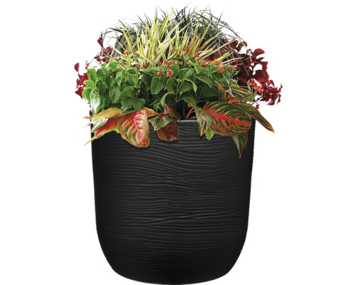 Bepflanzter Blumentopf mit verschiedenen Pflanzen im schwarzen Topf.