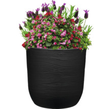 Blumenarrangement in schwarzem Pflanzgefäß