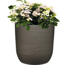 Hortensie im strukturierten Pflanzgefäß