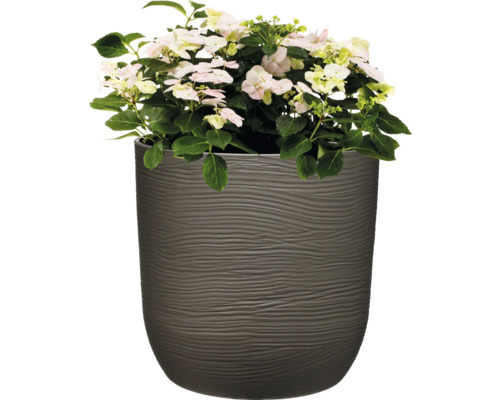 Hortensie im strukturierten Pflanzgefäß