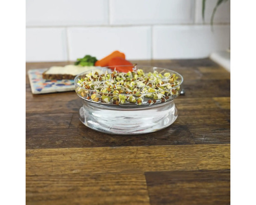 Sprossen in einem Glasbehälter auf einer Holzoberfläche