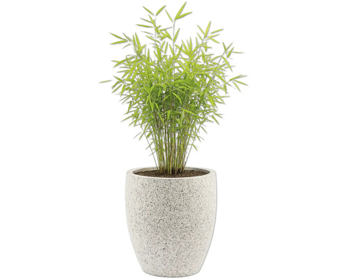 Bambus im Topf für den Innenbereich