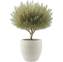 Olivenbaum im Topf als Zimmerpflanze