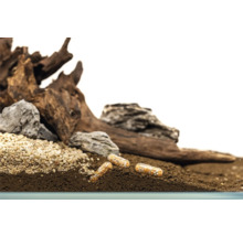 Aquarienszene mit Düngerkapseln, Kies, Steinen und Wurzelholz