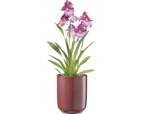 Orchidee im Topf