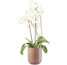 Orchidee mit weißen Blüten in einem Pflanztopf