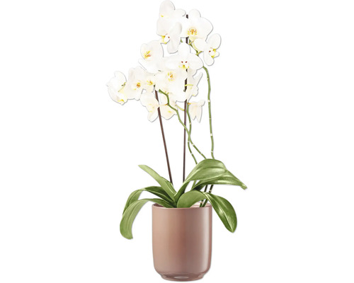 Orchidee mit weißen Blüten in einem Pflanztopf