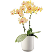 Orchidee in einem Topf
