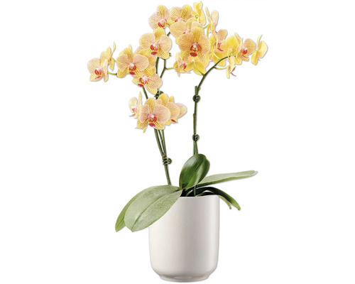 Orchidee in einem Topf