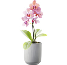 Orchidee im Topf