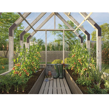 Gewächshaus mit Tomatenpflanzen, Gemüse und Gartengeräten