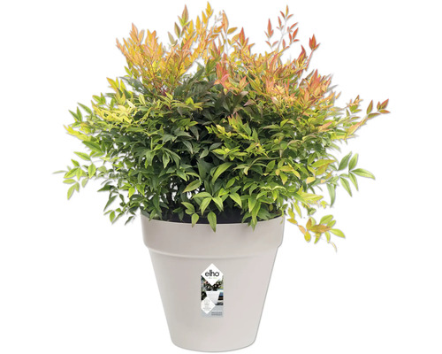 Nandina Pflanze im Topf
