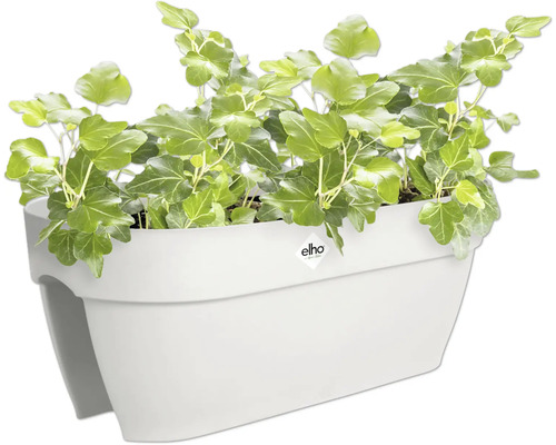 Weißer Blumenkasten mit Efeu
