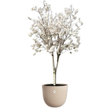 Blühender Zierbaum in einem Topf