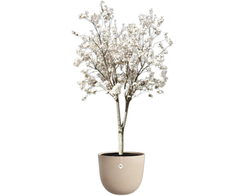 Blühender Zierbaum in einem Topf