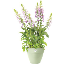 Gefüllter Fingerhut in einem Blumentopf mit Elho Logo.