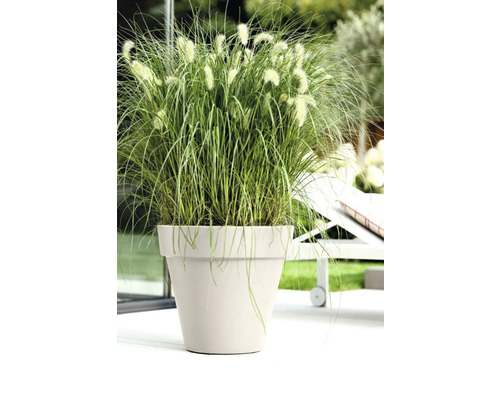 Grasnelke in Pflanzgefäß im Außenbereich