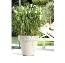 Grasbusch mit Blütenständen in einem Blumentopf