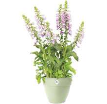 Gefüllter Fingerhut in einem Topf mit Elho Logo