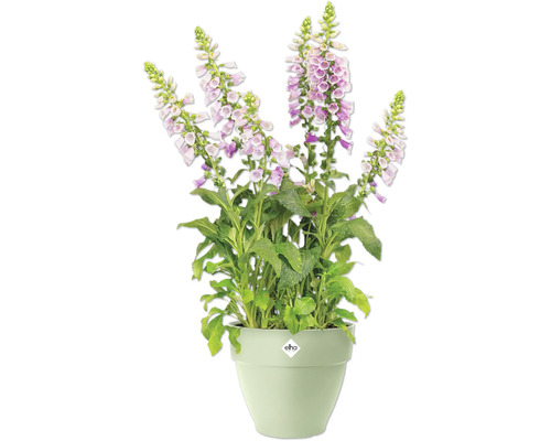 Gefüllter Fingerhut in einem Topf mit Elho Logo