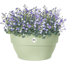 Blumentopf mit Campanula-Pflanzen