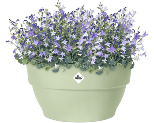 Blumentopf mit Campanula-Pflanzen