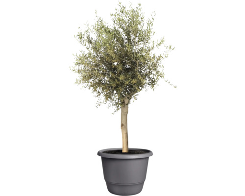 Olivenbaum im Topf