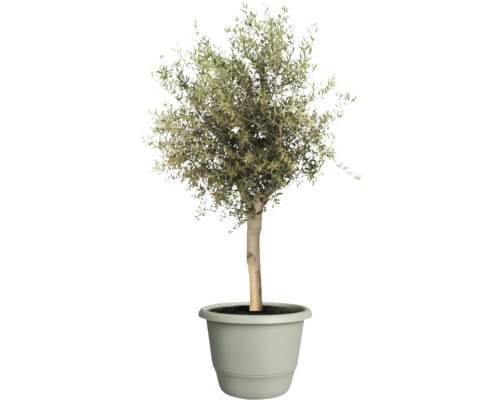 Olivenbaum im Topf