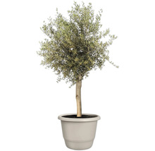 Olivenbaum im Topf für den Garten