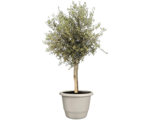 Olivenbaum im Topf für den Garten