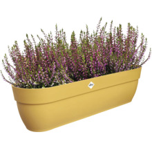 Heidekraut in Pflanzkasten