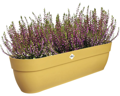 Heidekraut in Pflanzkasten