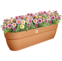 Blumenkasten mit bunten Dahlien und Elho Logo