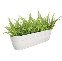 Bostonfarn in einem Pflanzkasten