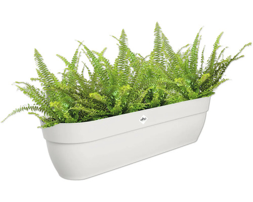 Bostonfarn in einem Pflanzkasten