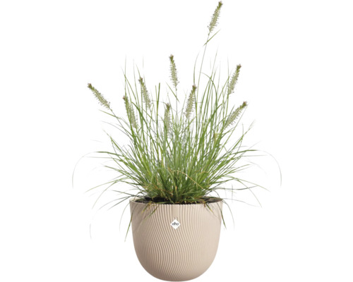 Grasbüschel im gerippten Pflanzgefäß